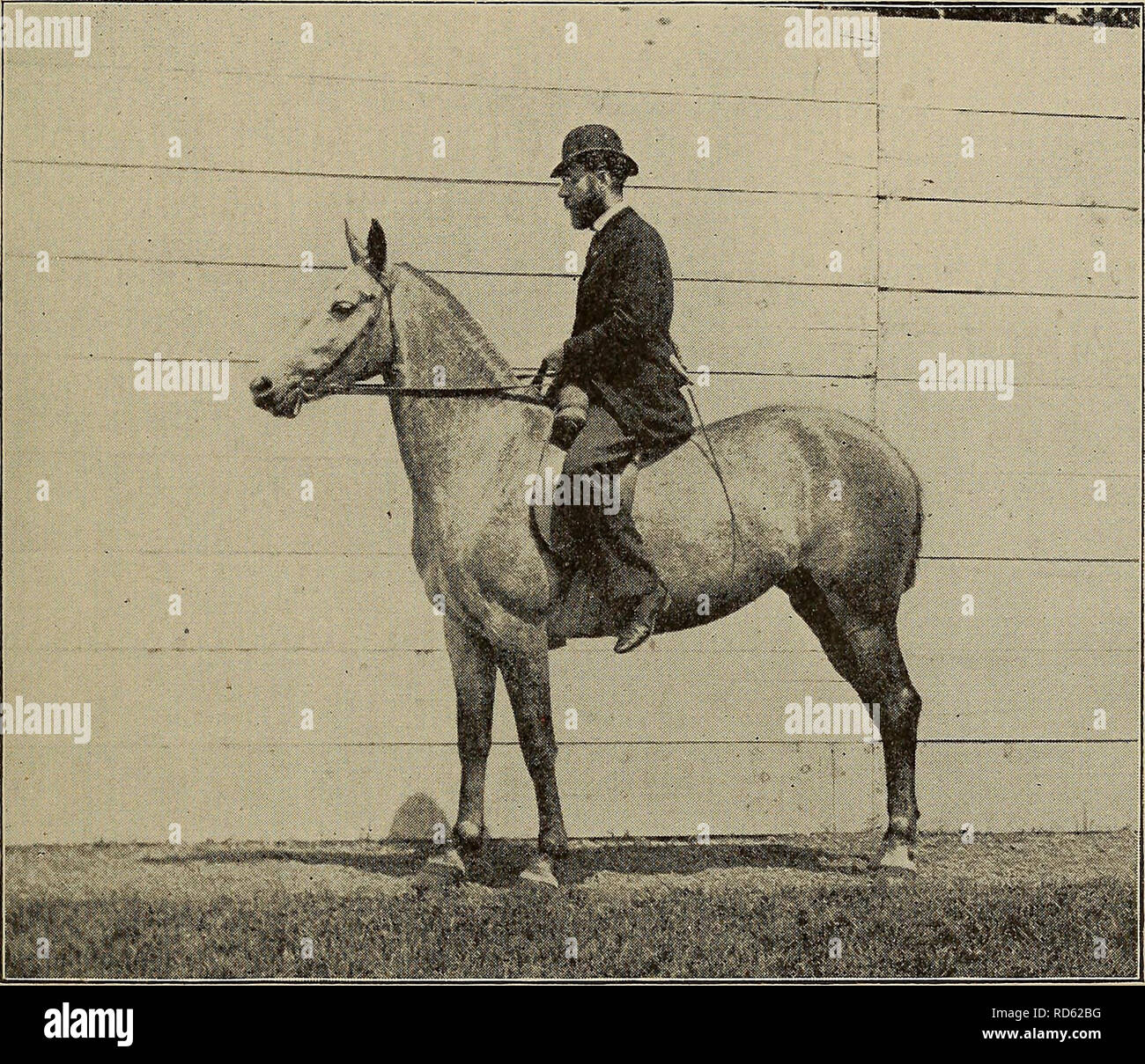 . Curb, snaffle, and spur. Horsemanship; Horses. Movements upon Two