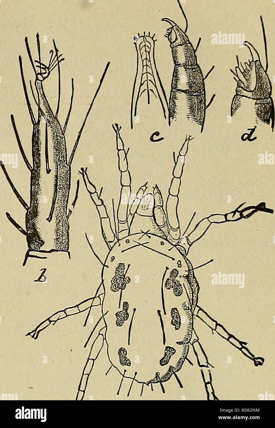 . Culture of the citrus in California. Citrus fruits; Fruit-culture. INSECT PESTS—FORMULAS FOR THEFR DESTRUCTION. 255 SIX-SPOTTED MITE. Tetranychus 6-maculatus, Riley. This mite was introduced into the lower portion of the State on citrus trees from Florida. In that State it has done consider- able damage to citrus fruits. Infested trees may be recognized by a mottled appearance. The mites congregate on the under- side of the leaves, usually pro- ducing a concavity. The upper surface of the leaves is marked ^ ^^^ with yellow blotches. six-spotted mite. a, insect, enlarged; b, tarsus; c, ros- T Stock Photo