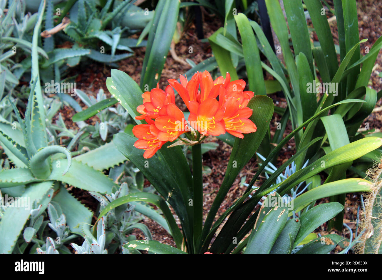 A Natal lily, Clivia miniata, in full bloom surrounded by aloe vera plants Stock Photo