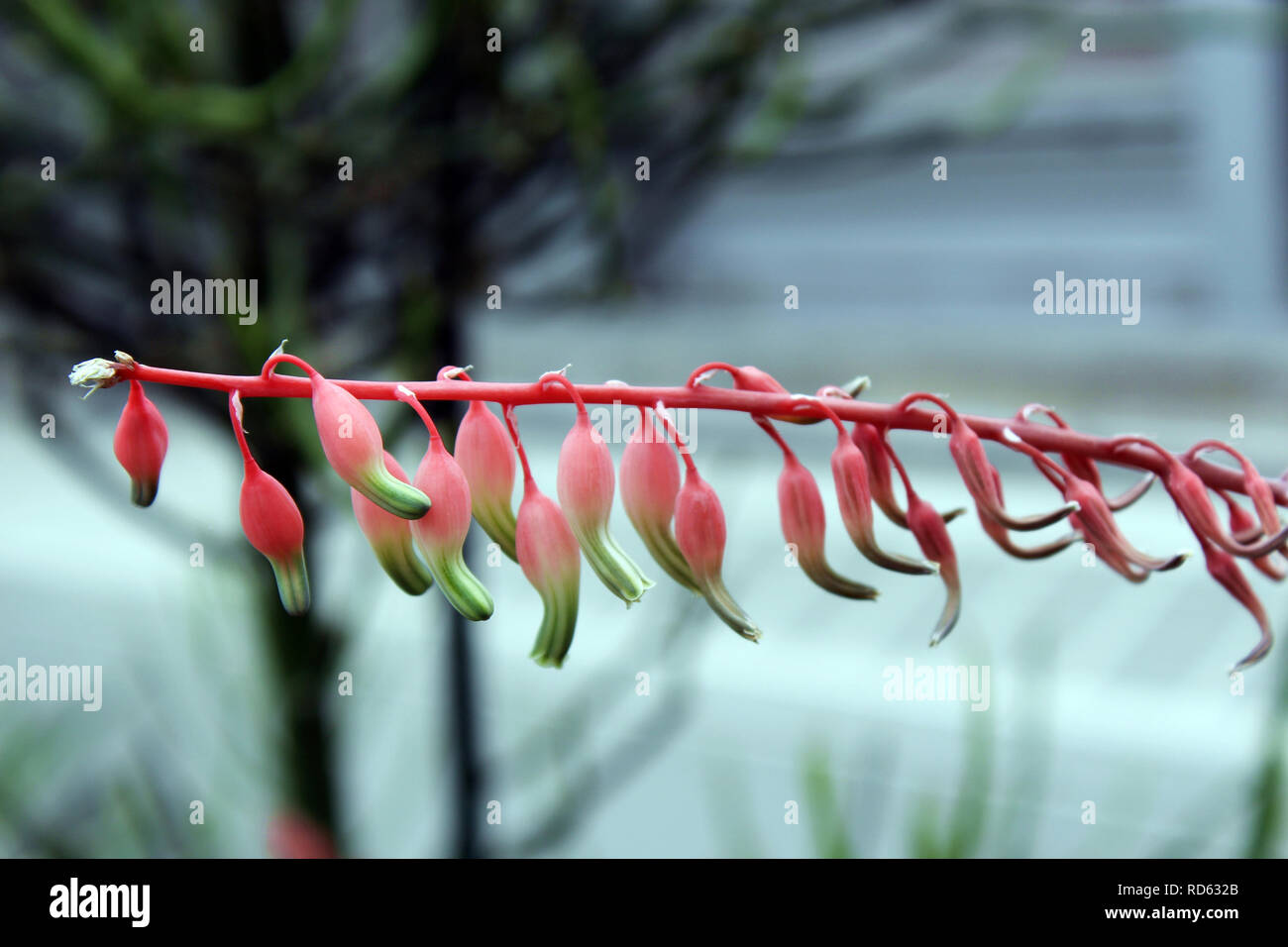 Close up of a flowering stalk a Gasteria liliputana plant Stock Photo