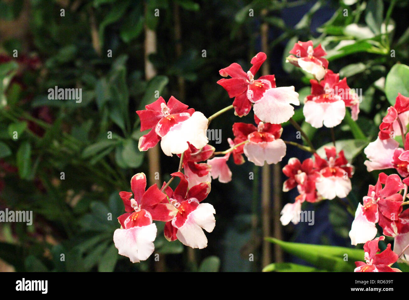 A flowering branch of red and white Oncidium orchids Stock Photo