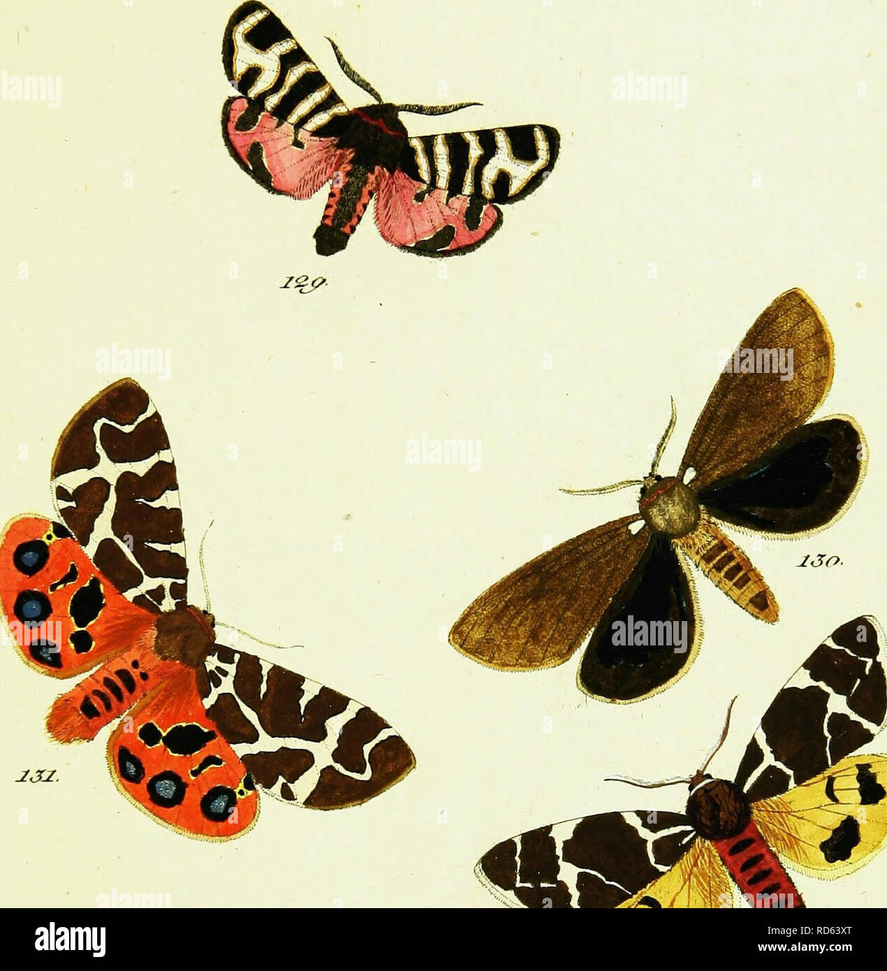 . HuÌbner's papilio [electronic resource]. Lepidoptera. Ze/JtcJofdc'va,, .///. iStj&amp;t/zJi/ced, JZ. -^7- erc&amp;,JÂ£.. WW 12.0. i5%e%e &amp; ^^y^ S* /^^â z. j&lt;?o- J3/. La/a. 3o. Jc&quot;2. :S'//*&lt;/9. ?#&quot;//. szf&lt;^s/'&lt;0^7'&lt;z*J. ^ ?#/'/'- #â *fce*6^  3?S/ ** / *).. Please note that these images are extracted from scanned page images that may have been digitally enhanced for readability - coloration and appearance of these illustrations may not perfectly resemble the original work.. HuÌbner, Jacob, 1761-1826. [S. l. : s. n. ] Stock Photo