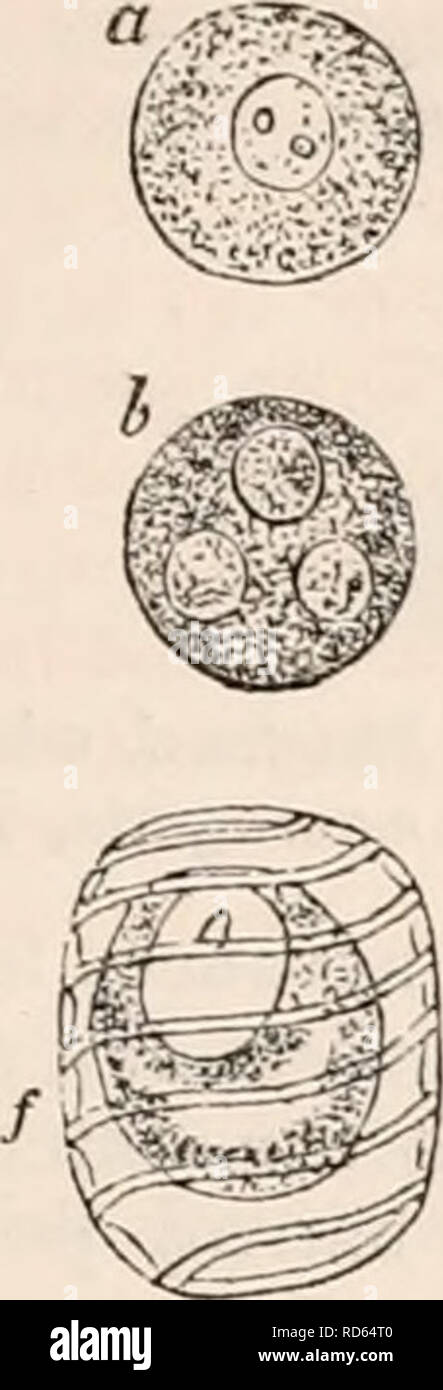 . The cyclopædia of anatomy and physiology. Anatomy; Physiology; Zoology. REPRODUCTION, VEGETABLE (VEGETABLE OVUM). spore membrane, and consequently formed before it, line the inner surface of the parent Fig. 173.. Development of parent cells of the spores of the same- a, one of the nucleated cells which constitute the central mass of the young sporangium; b, the central nucleus has disappeared, and is replaced by four others, one of which is out of focus; c, the cell is divided by six septa into four somewhat tetrahedral compartments. This ob- ject has by mistake been represented relatively s Stock Photo