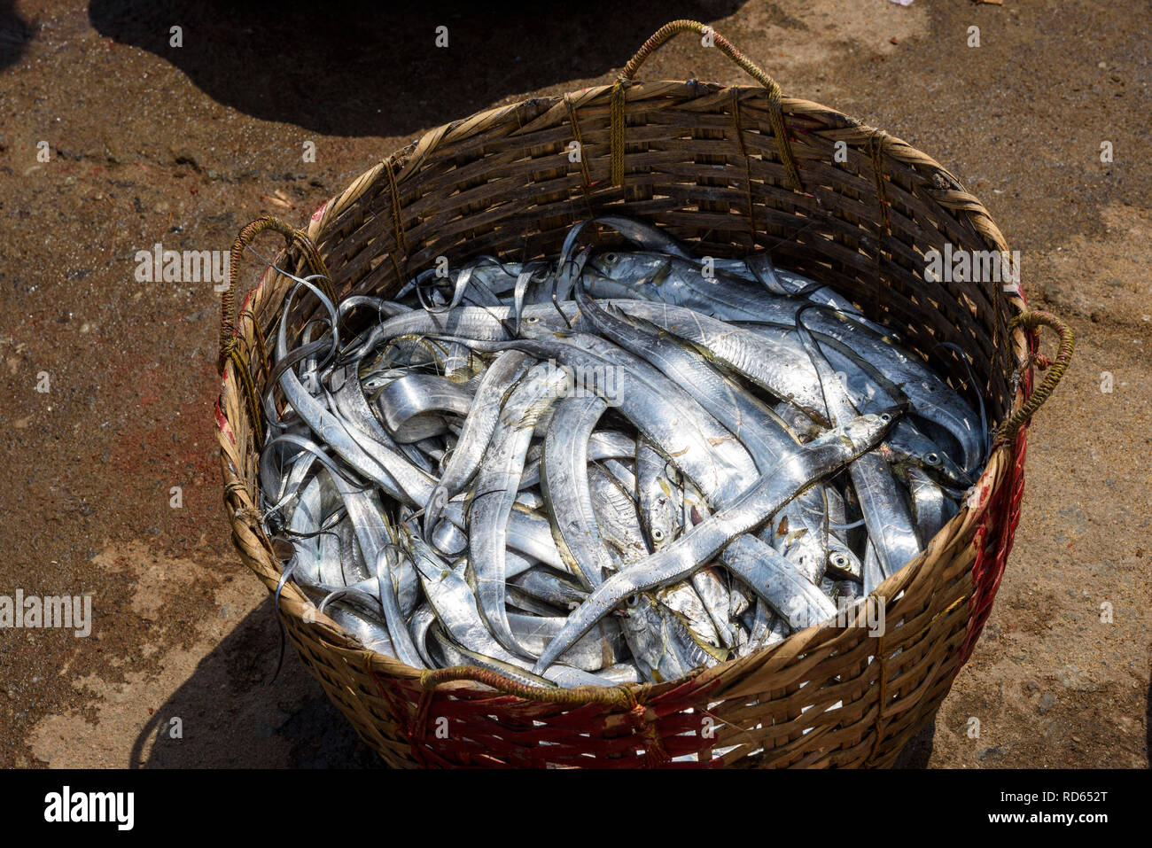 Basket of fish at Vizhinjam beach fish market, near Kovalam, Kerala, India Stock Photo