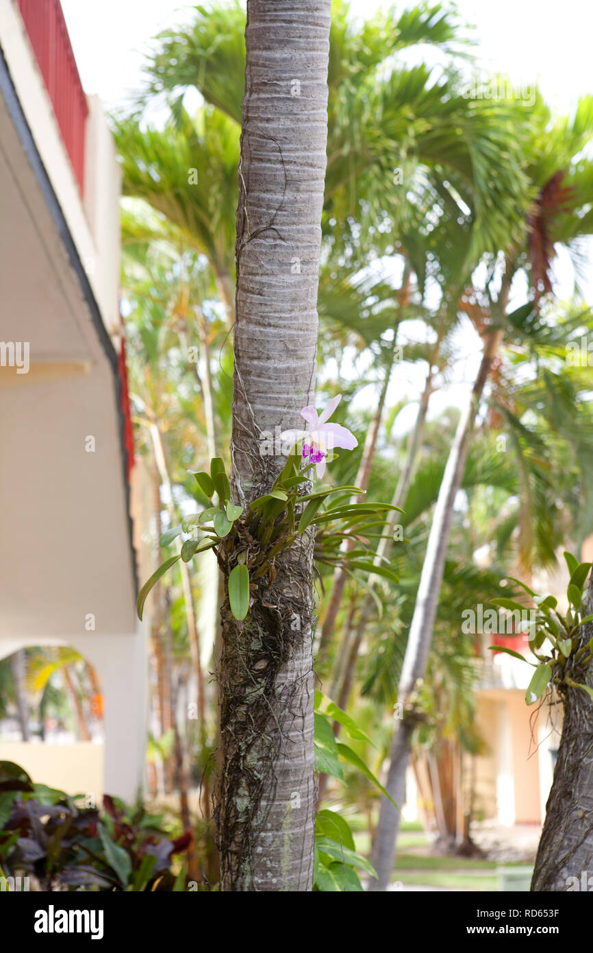 Cuban orchid hires stock photography and images Alamy