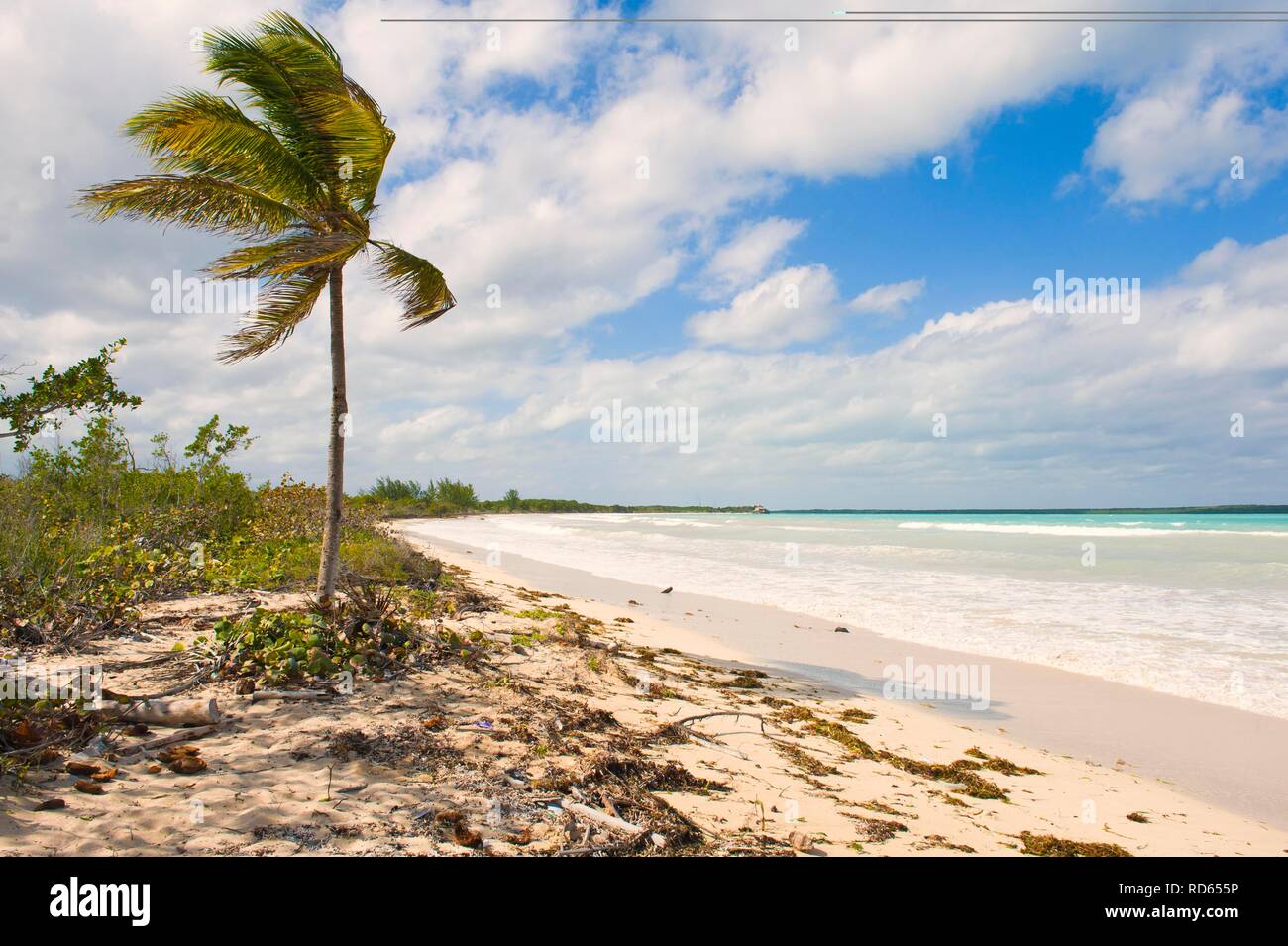 Cayo las Brujas, beach, palm trees, Santa Clara Province, Cuba, Central America Stock Photo