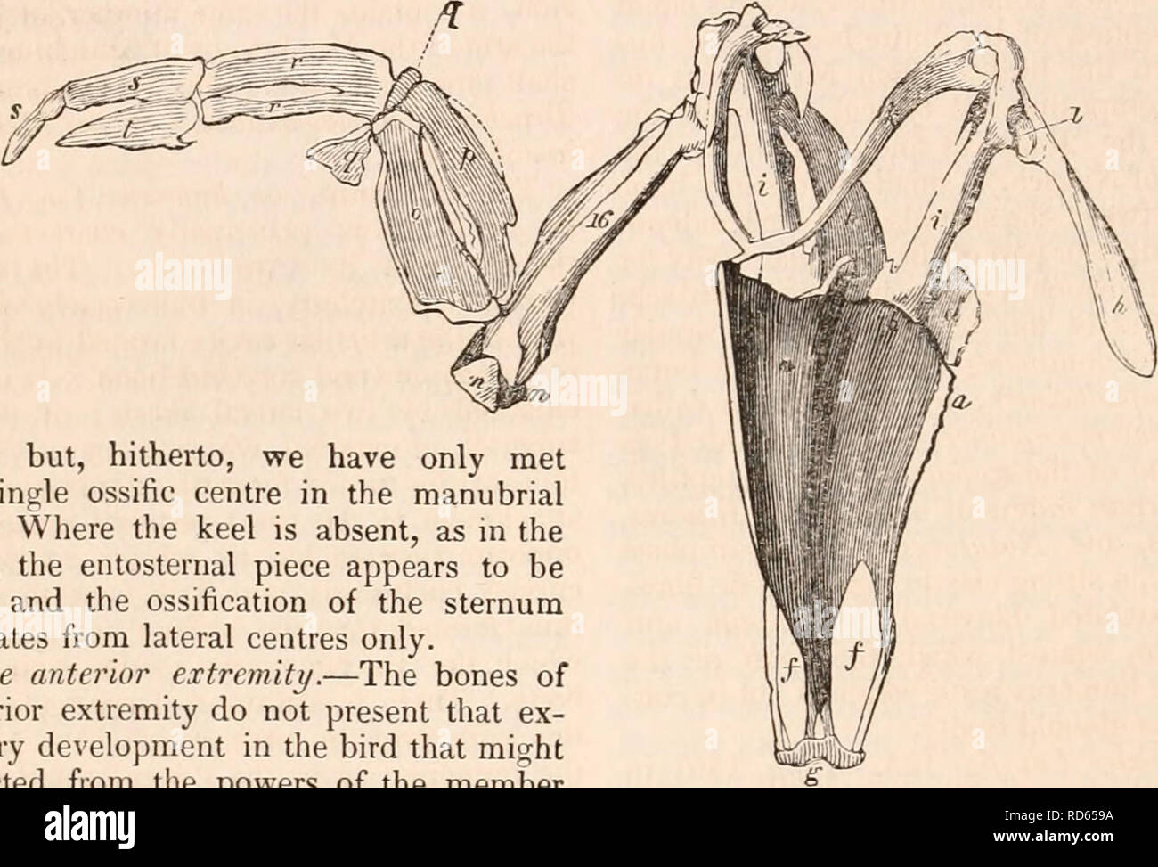 The Cyclopaedia Of Anatomy And Physiology Anatomy Physiology Zoology 284 Aves In The Latter There May Be Observed Slight Indi Cations Of The Two Ordinary Posterior Fissures The Ossification Of The