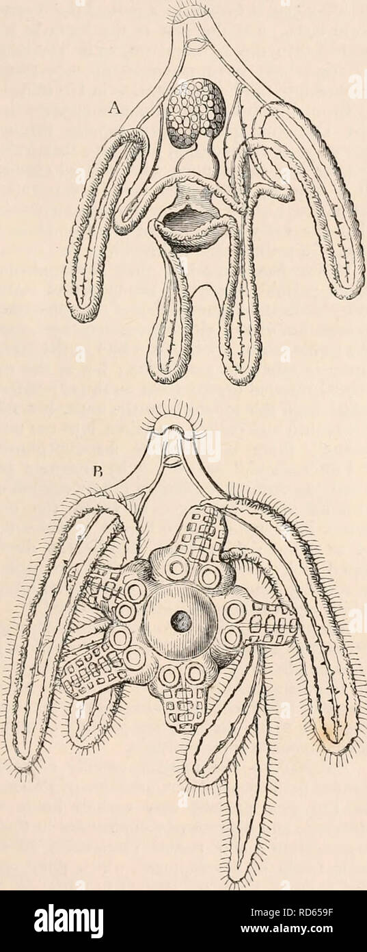 . The cyclopædia of anatomy and physiology. Anatomy; Physiology; Zoology. OVUM. 15 testine, and anus, and moves actively through the water. Sars who had observed this body in 1835, was the first to suggest in 1844 that it might be the early condition of a star-fish*, and this view was confirmed by the admirable researches of J. Miiller f, and by observations of Koren and DanielsonJ, who have shown that the Asterias is gradually formed out of a small granular mass which surrounds the stomach of the Bipinnaria, and becomes se- parated from the stock when in a compara- tively early state of advan Stock Photo