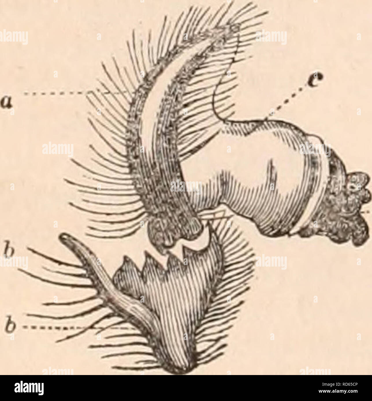 . The cyclopædia of anatomy and physiology. Anatomy; Physiology