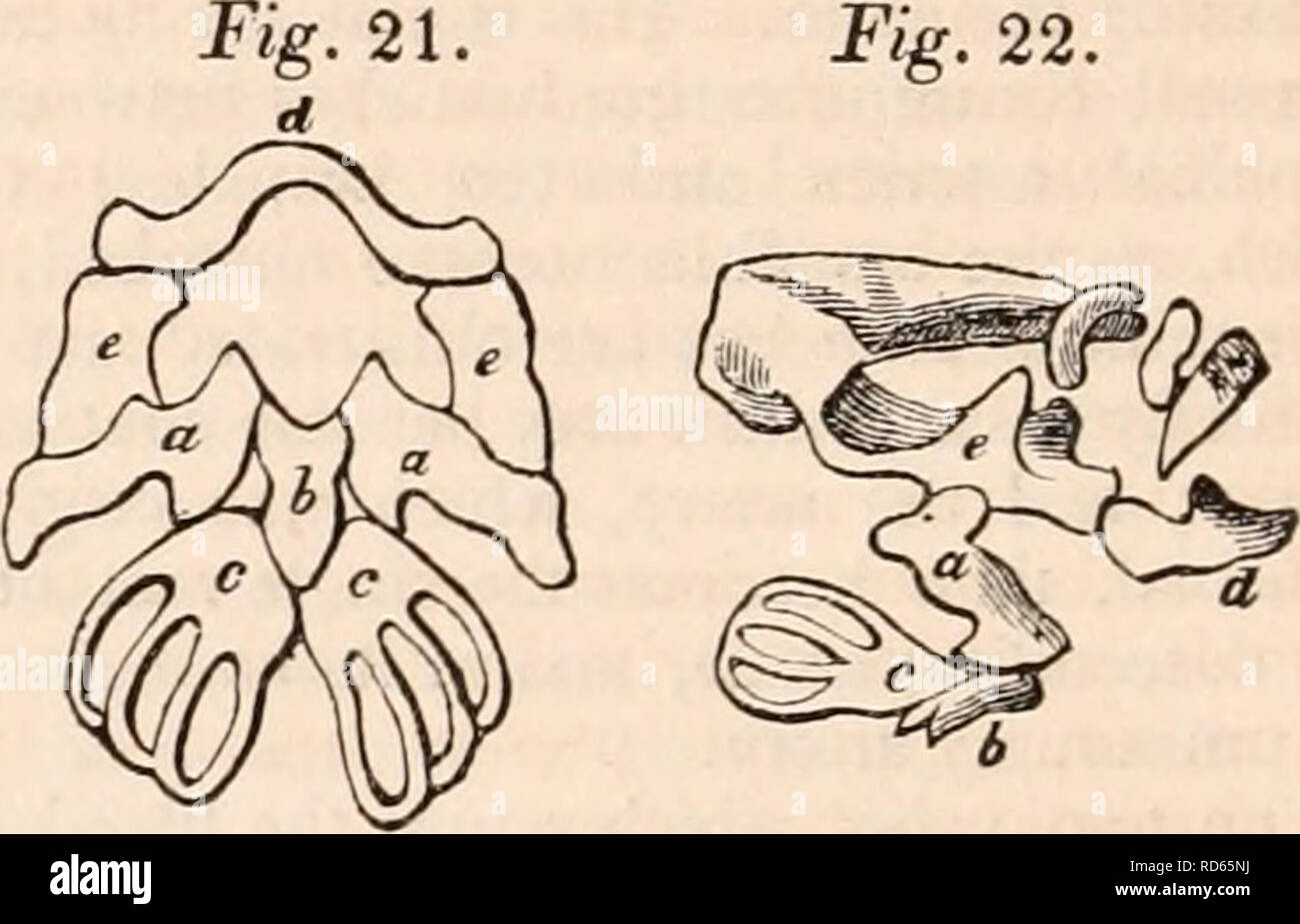 . The cyclopædia of anatomy and physiology. Anatomy; Physiology; Zoology. fore, the heart consists of a single ventricle, and of two auricles. The existence of a se- cond auricle was first demonstrated in the higher forms, the frogs and toads, by Dr. Davy,* and, although in the latest works of Cuvier and Meckel the auricle in these forms is de- scribed as single, yet the more complicated structure has since been amply confirmed by many other anatomists. Weberf especially has described the biauricular structure in a large American frog; but he failed to demon- strate it in the perennibranchiate Stock Photo