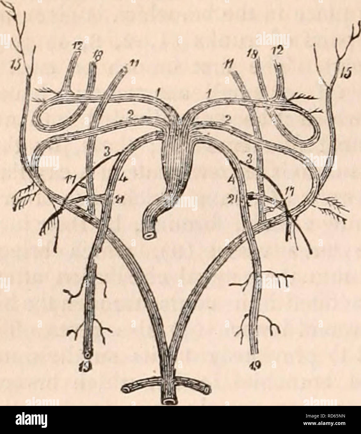 . The cyclopædia of anatomy and physiology. Anatomy; Physiology; Zoology. 98 AMPHIBIA. Fig. 20.. fore, the heart consists of a single ventricle, and of two auricles. The existence of a se- cond auricle was first demonstrated in the higher forms, the frogs and toads, by Dr. Davy,* and, although in the latest works of Cuvier and Meckel the auricle in these forms is de- scribed as single, yet the more complicated structure has since been amply confirmed by many other anatomists. Weberf especially has described the biauricular structure in a large American frog; but he failed to demon- strate it i Stock Photo