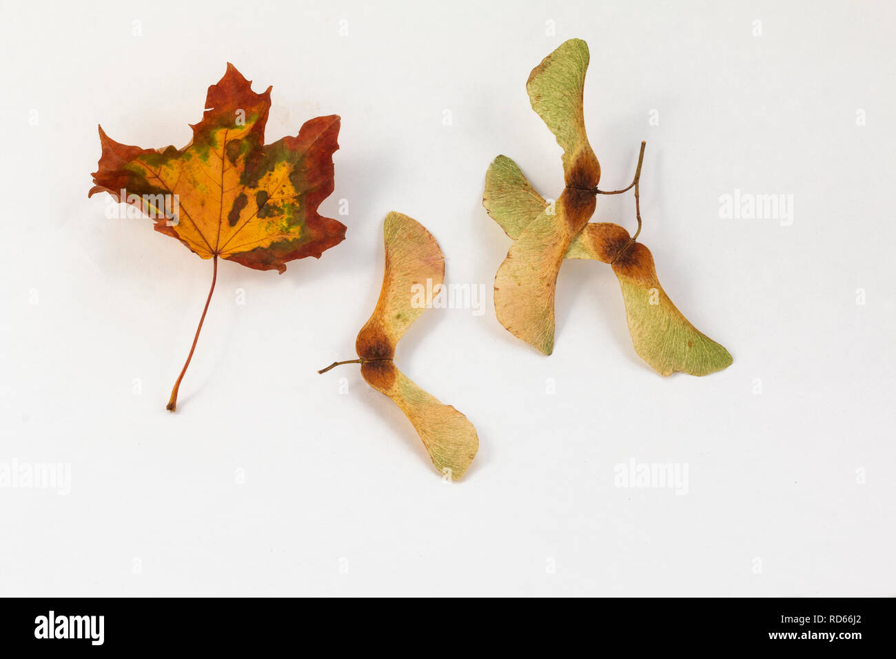 A Single Autumn Lead And Some Sycamore Seeds On A White Background Stock Photo Alamy A Single Autumn Lead And Some Sycamore Seeds On A White Background Stock Photo Alamy