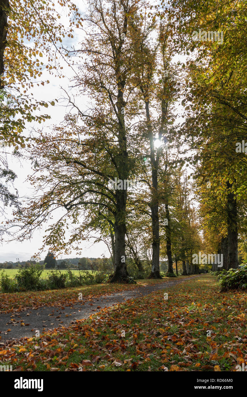 Pathway leading through a row of trees in autumn Stock Photo