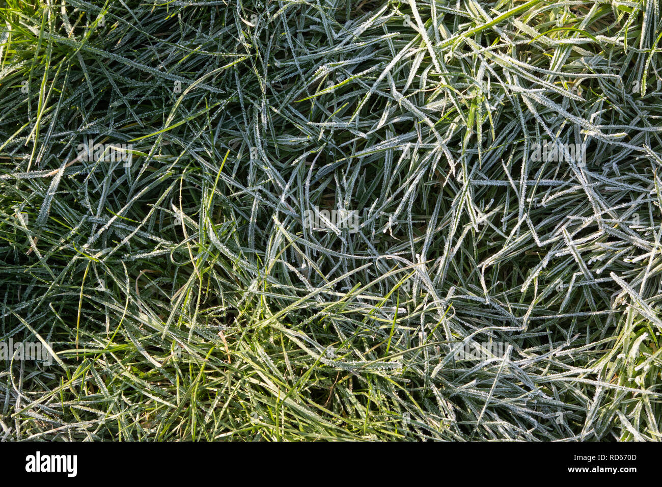background of grass, with some frost on it Stock Photo