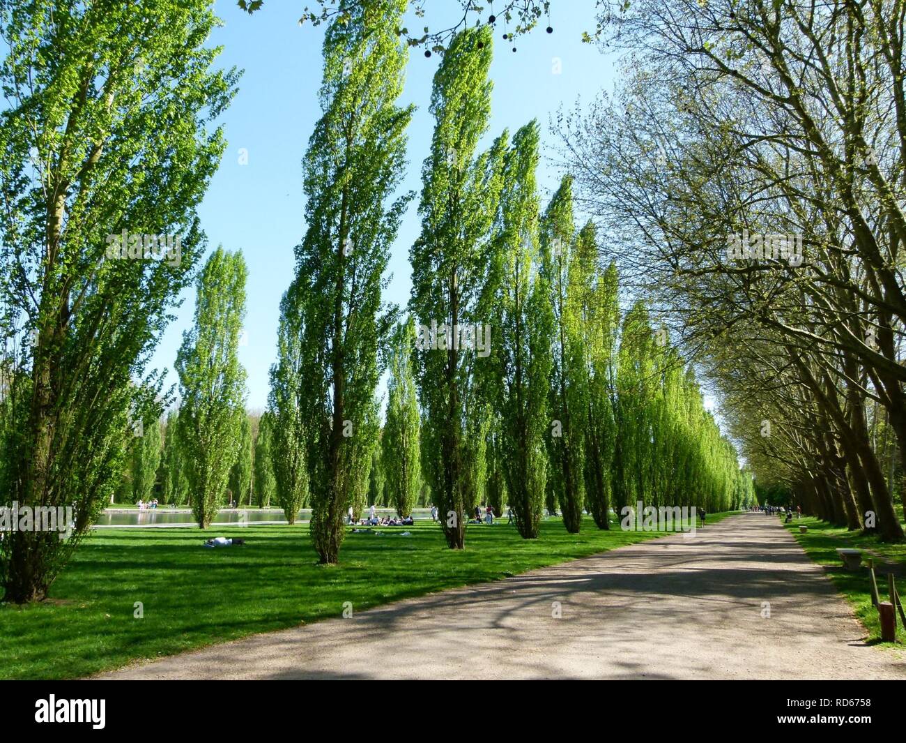 Parc de peupliers hi-res stock photography and images - Alamy