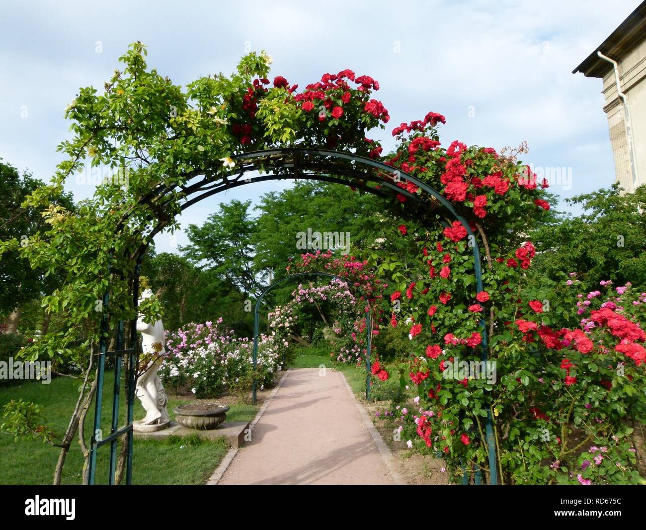 Allee De Roses Jardin Des Plantes Stock Photo Alamy