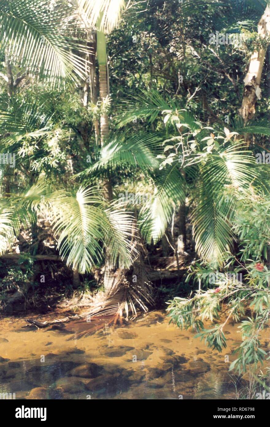 Alligator Creek, Queensland Stock Photo Alamy