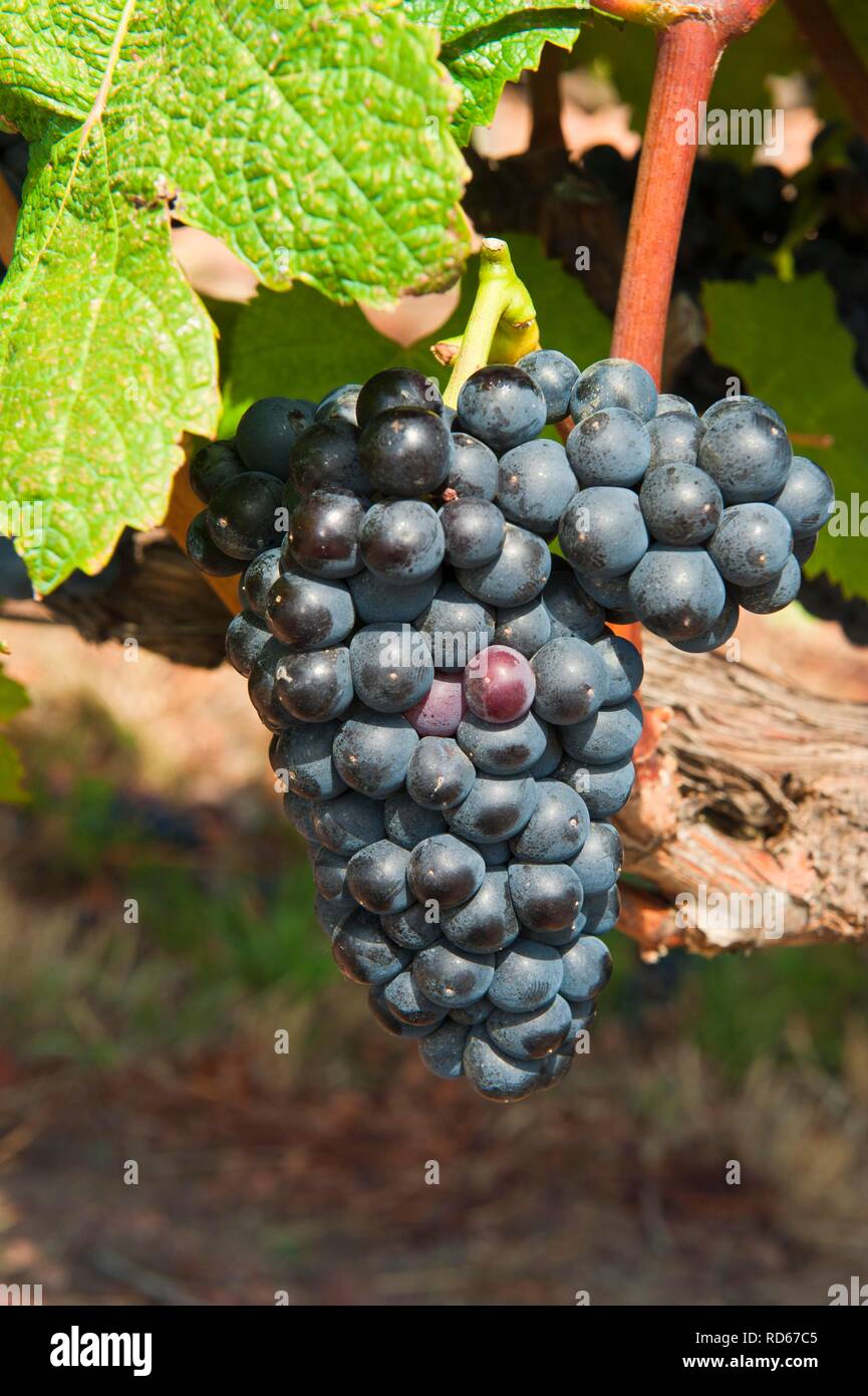 Tannat grapes, Bouza wineries, Montevideo, Uruguay, South America Stock Photo