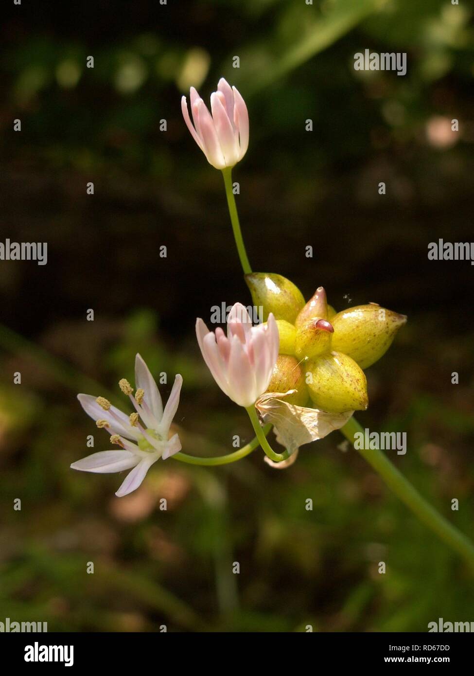 Allium canadense, 2015-06-10, Fox Chapel, 01. Stock Photo