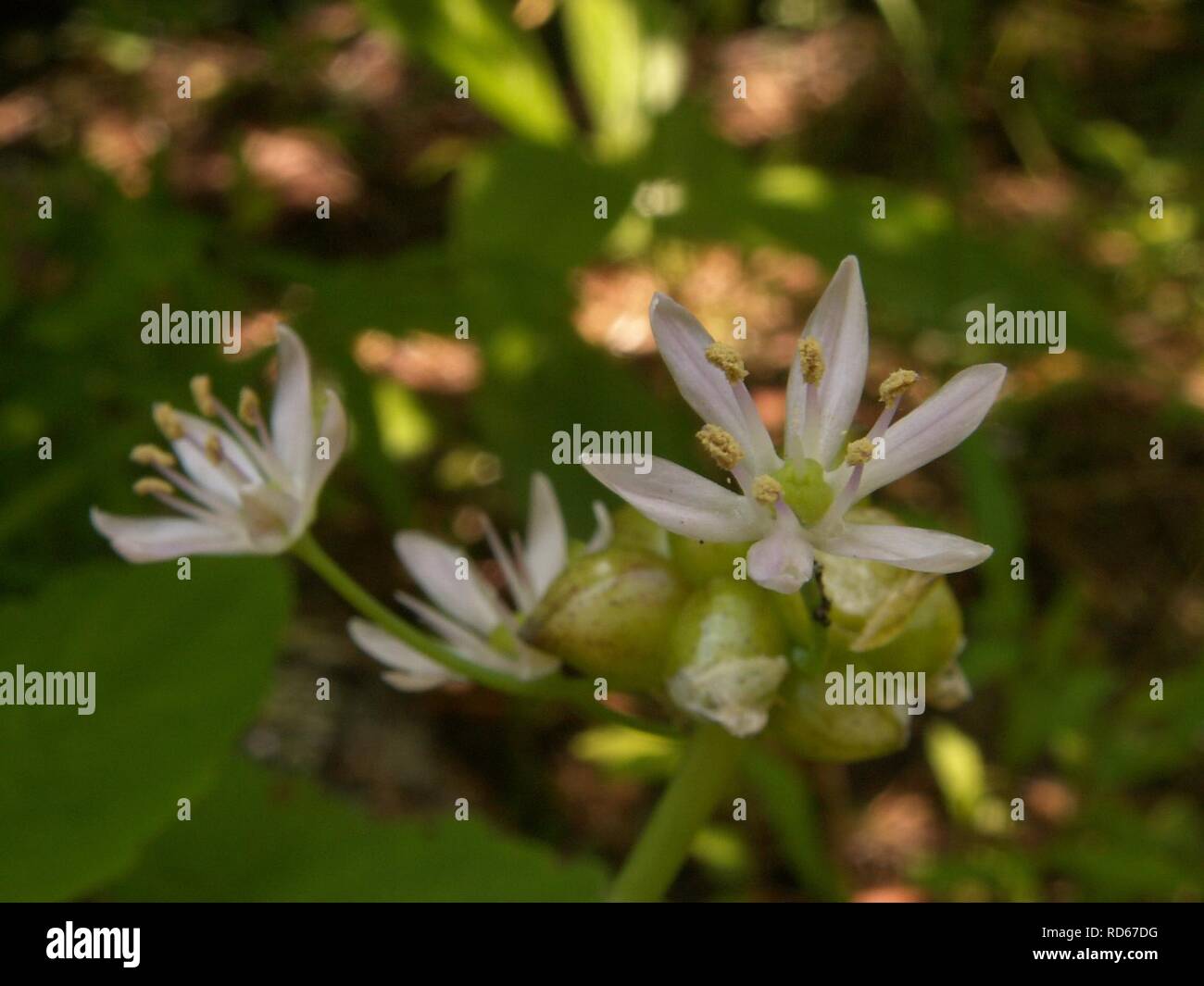Allium canadense, 2015-06-10, Fox Chapel, 02. Stock Photo