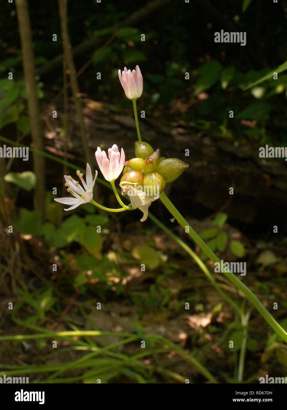Allium canadense, 2015-06-10, Fox Chapel, 03. Stock Photo