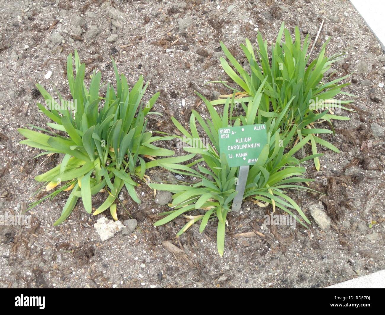 Allium carolinianum - Copenhagen Botanical Garden - Stock Photo