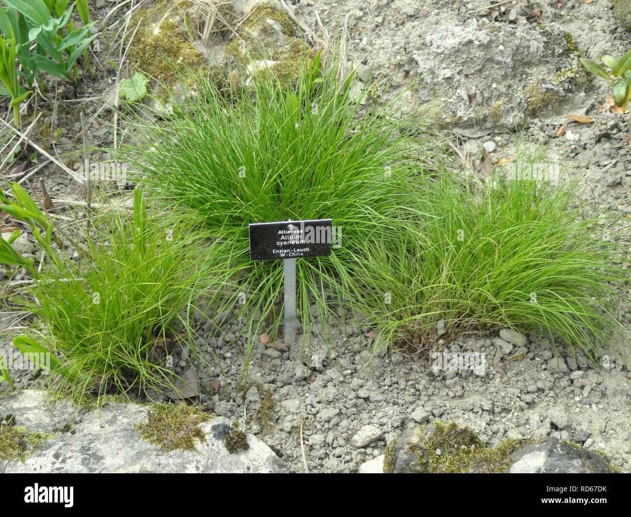 Allium cyaneum - Botanischer Garten Freiburg - Stock Photo