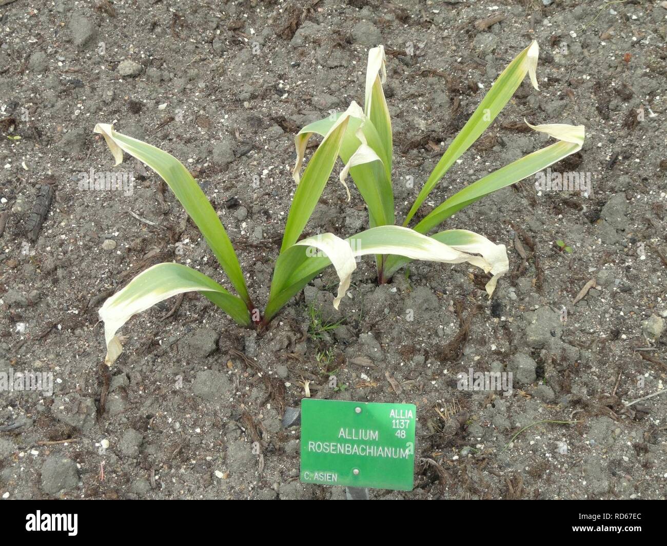 Allium rosenbachianum - Copenhagen Botanical Garden - Stock Photo