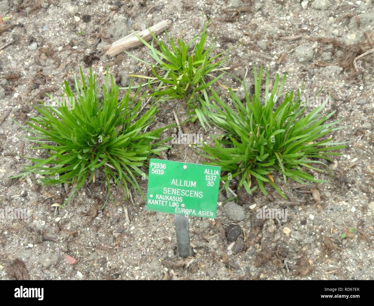 Allium senescens - Copenhagen Botanical Garden - Stock Photo