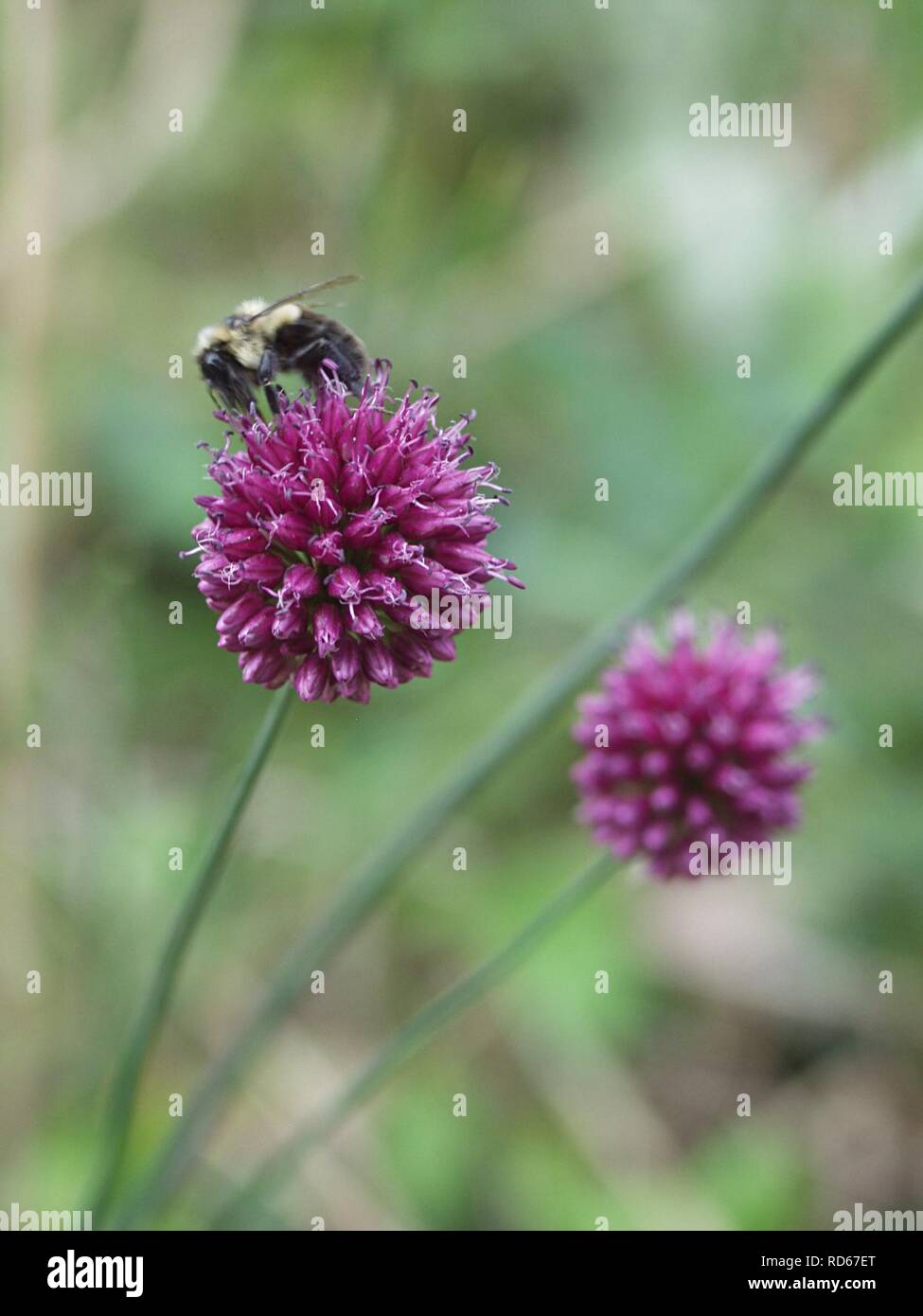 Allium sphaerocephalon, 2015-07-03, Beechview, 02. Stock Photo