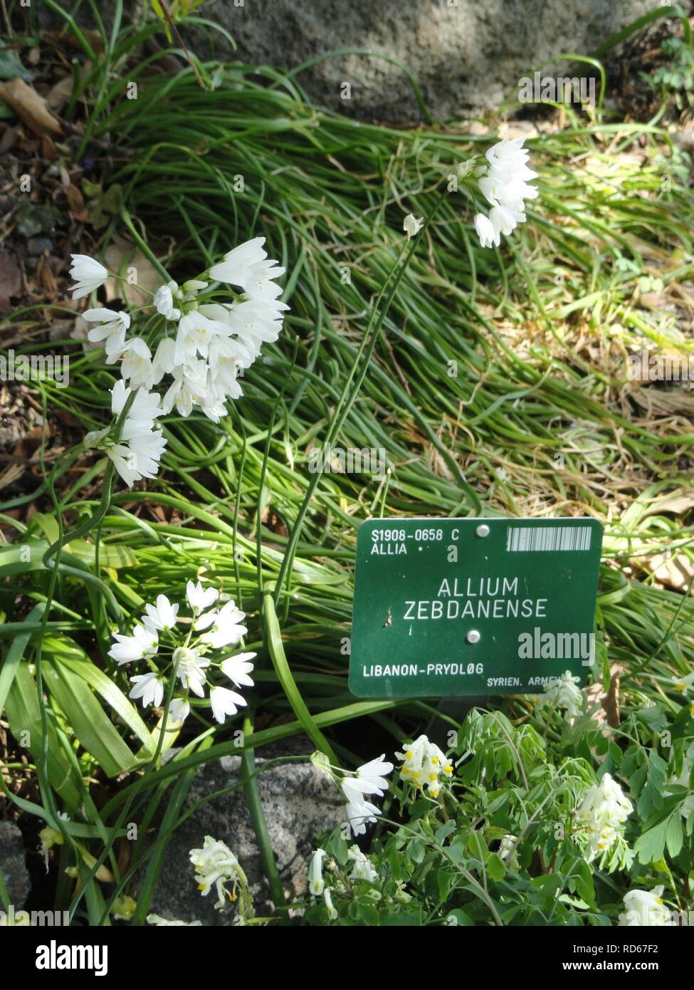 Allium zebdanense - Copenhagen Botanical Garden - Stock Photo