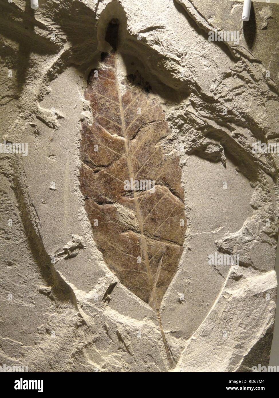 Allophylus rexifolia leaf, Late Early Eocene, Lost Cabin Age, Green River Formation, Bonanza, Unitah County, Utah, USA - Houston Stock Photo