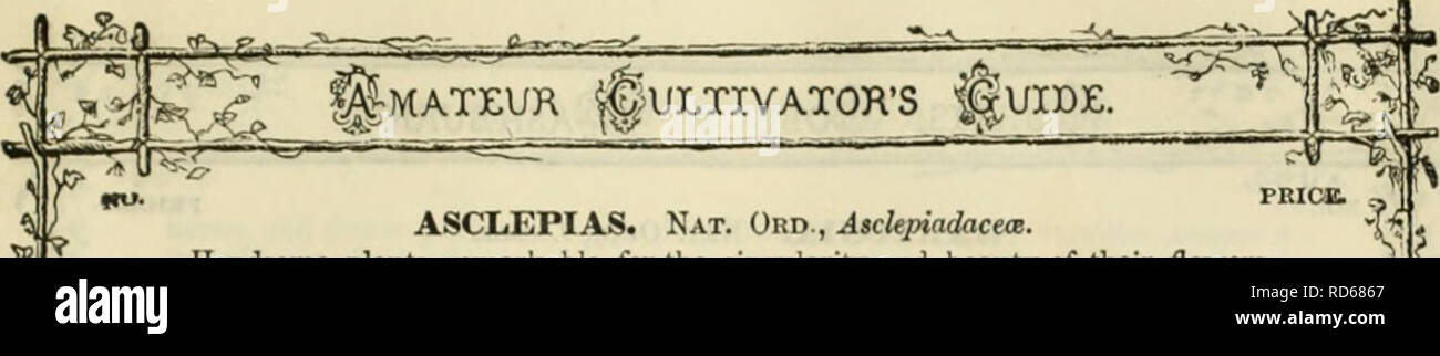 . Curtis, Cobb &amp; Washburn's amateur cultivator's guide to the flower and kitchen garden for 1878. Nursery stock Massachusetts Catalogs; Flowers Seeds Catalogs; Kitchen gardens Catalogs. ASCLEPIAS. Nat. Ord., AickinadactaB. Handsome plant?, rcmarkiible for the singularity and beauty of their flowers. 409 ijiclepia Tuberosa* (See engraving.) Orange. Hardy perennial. ASTRAGALUS. Xat. Ord., Leguminosas. A showy, beautiful, ami useful herbaceous plant, succeeding in any common garden soil. Hnrdy ])erennial. 4V0 Astrasfalus purpureas. Deep-red, a pretty trailer. From south of France. 3 ft. 411 G Stock Photo