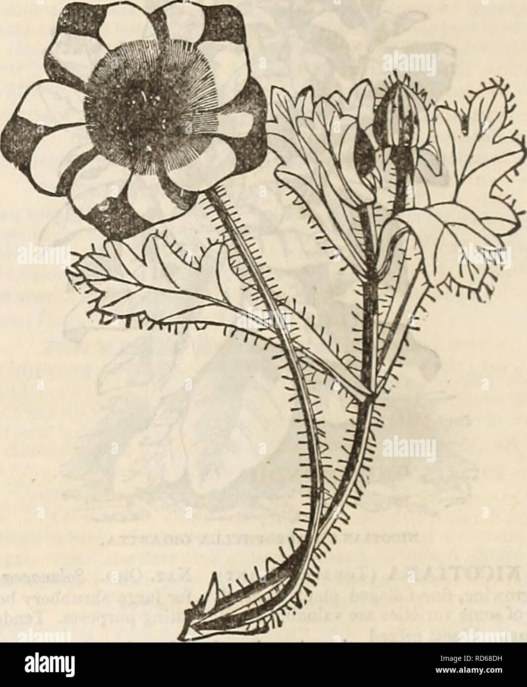 . Curtis, Cobb &amp; Washburn's amateur cultivator's guide to the flower and kitchen garden for 1878. Nursery stock Massachusetts Catalogs; Flowers Seeds Catalogs; Kitchen gardens Catalogs. 2^ ^OBB &amp; ASHBURN'S 255 PRICE. Nemophila Discoidalis. Black, witli white edge 05 lasignis. Bright-blue 05 Alba. AVhite. 1 foot 05 Macalata. ^^lite; large purple spots. 1 foot 05 Variegata. White, veined with lOac, and blotched with violet; foliage finely variegated; very effective. 1 foot 05 Good MixedL. .06. NEMOPHILA UACVLAtA, NOLAN A. Nat. Ord., Nolanacea. Very pretty trailing-plant?, after the char Stock Photo