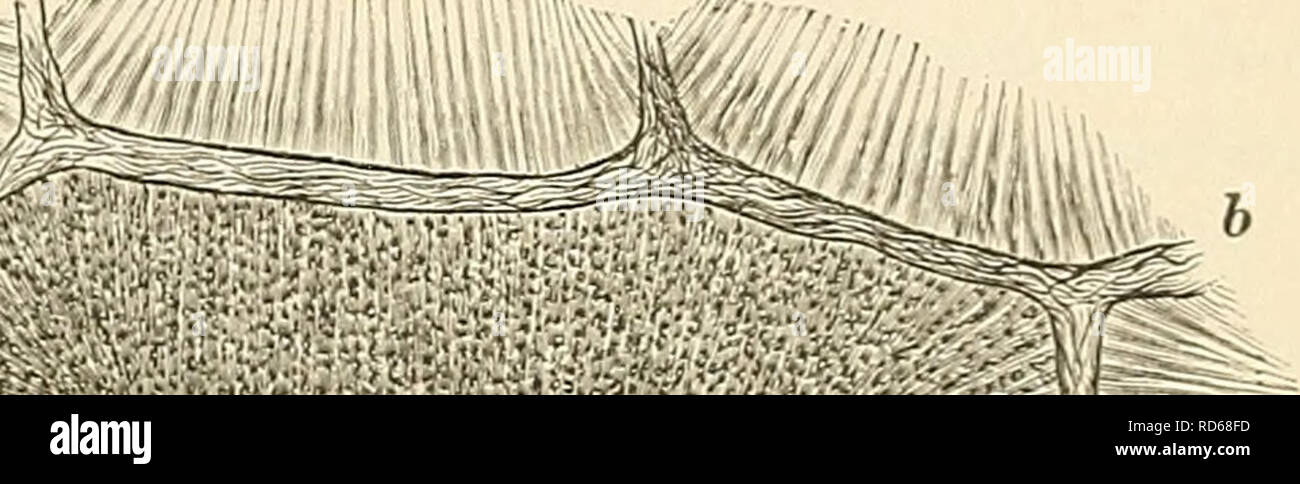 Vena Portae High Resolution Stock Photography And Images Alamy