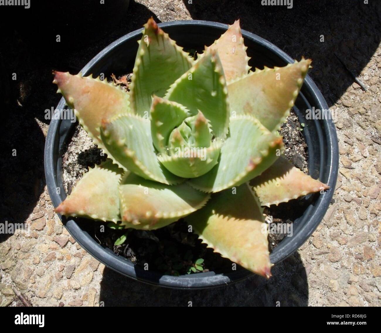Aloe brevifolia var depressa - Western Cape. Stock Photo