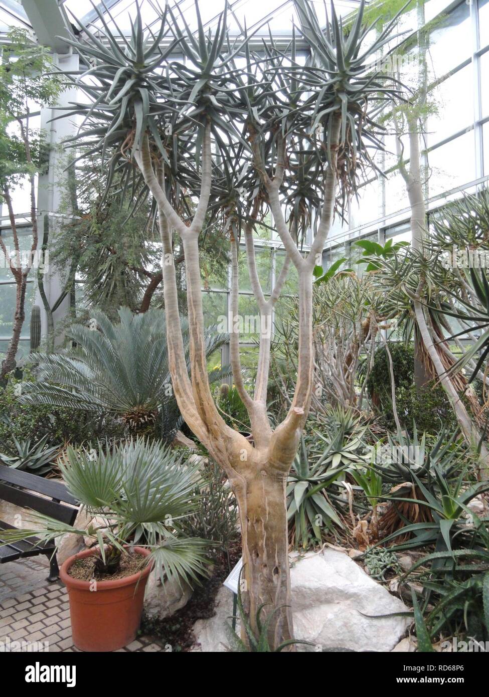 Aloe dichotoma var. ramosissima - Palmengarten Frankfurt Stock Photo - Alamy