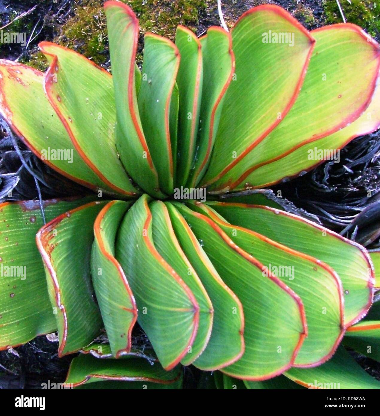 Aloe haemanthifolia of Western Cape mountaintops South Africa 6. Stock Photo