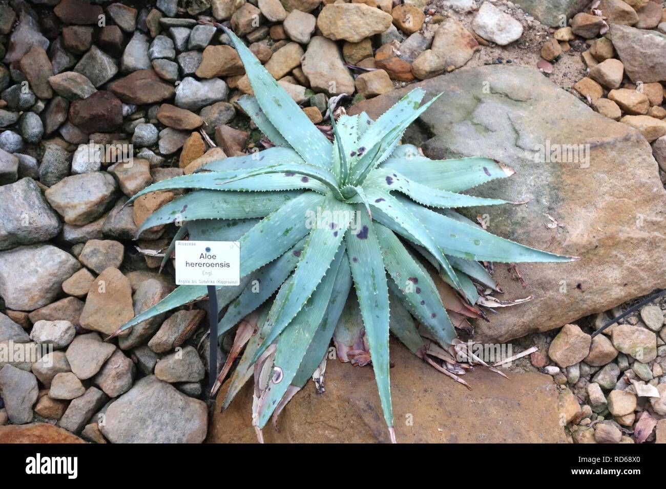 Aloe Hereroensis Botanischer Garten Dresden Germany Stock