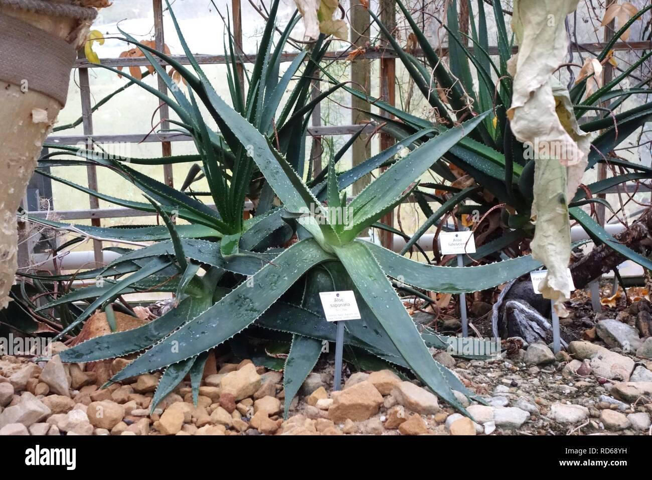 Aloe Maculata Aloe Saponaria Botanischer Garten Dresden