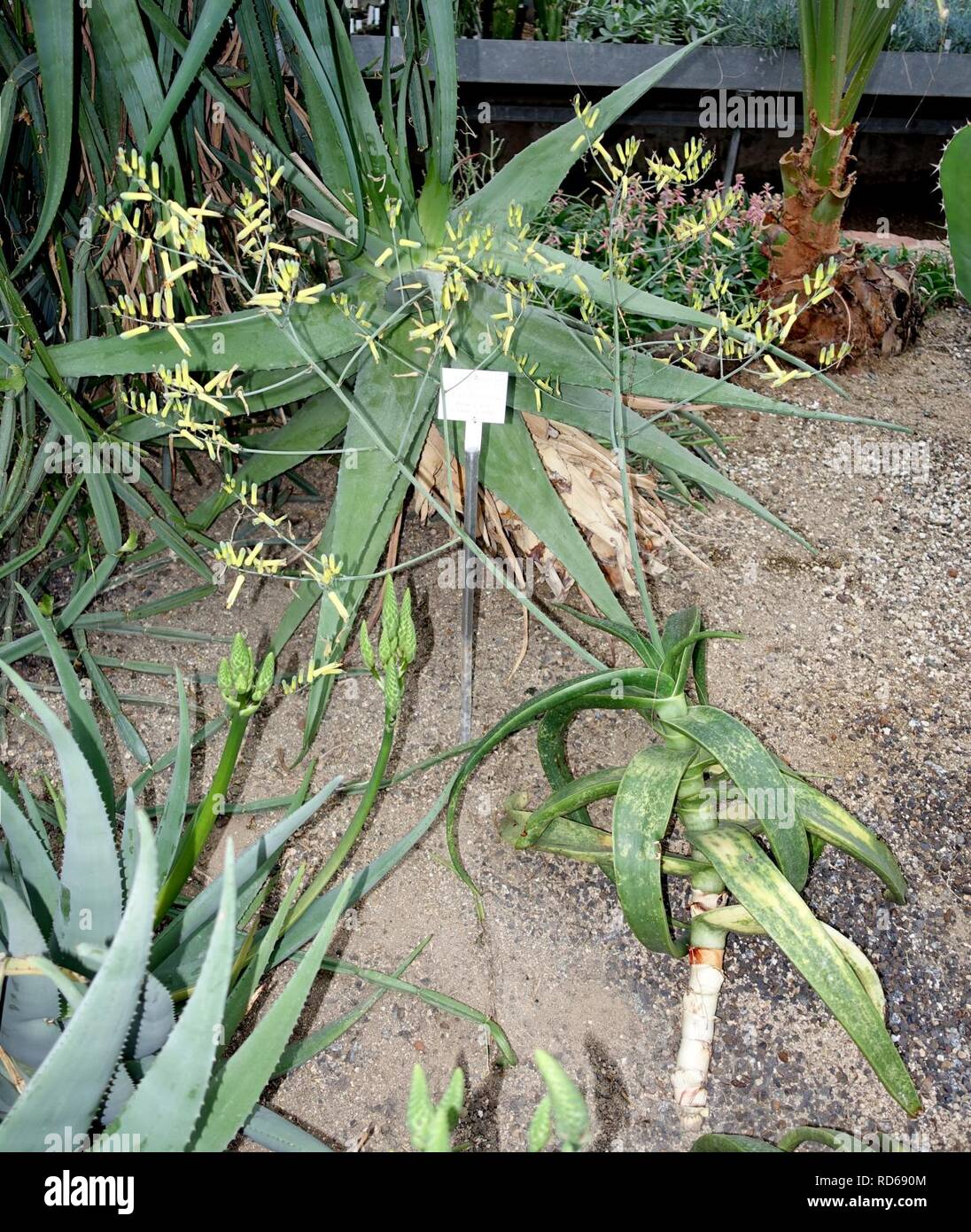 Aloe niebuhriana - Botanischer Garten - Heidelberg, Germany - Stock Photo