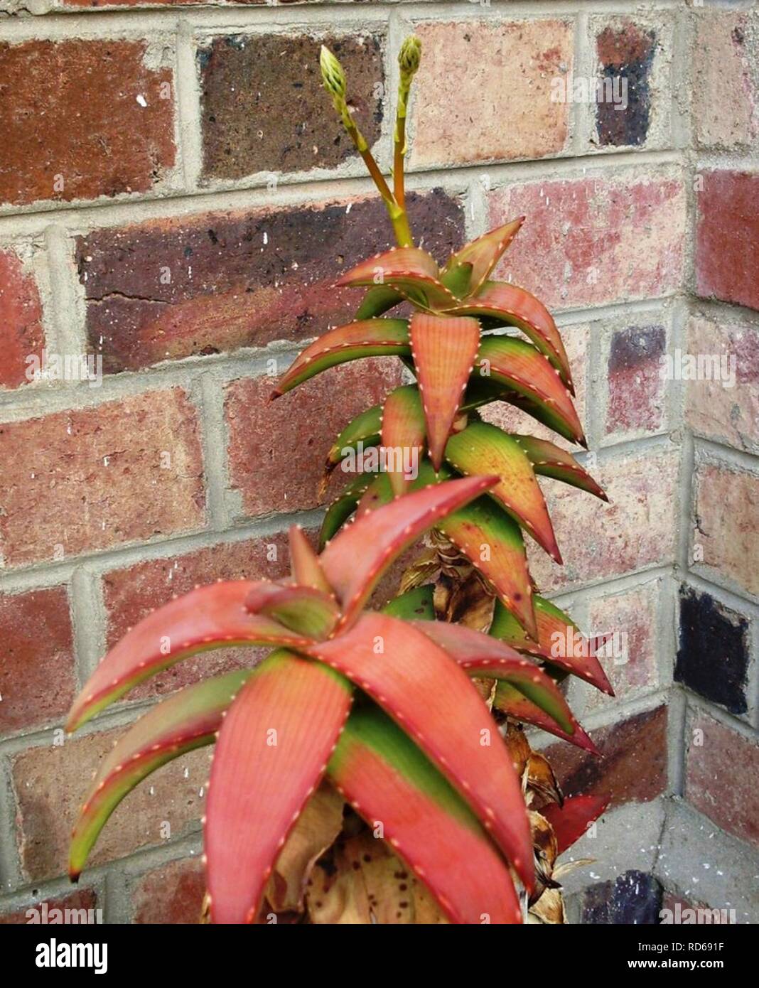 aloe ballii Aloe bainesii – The Madd Potter