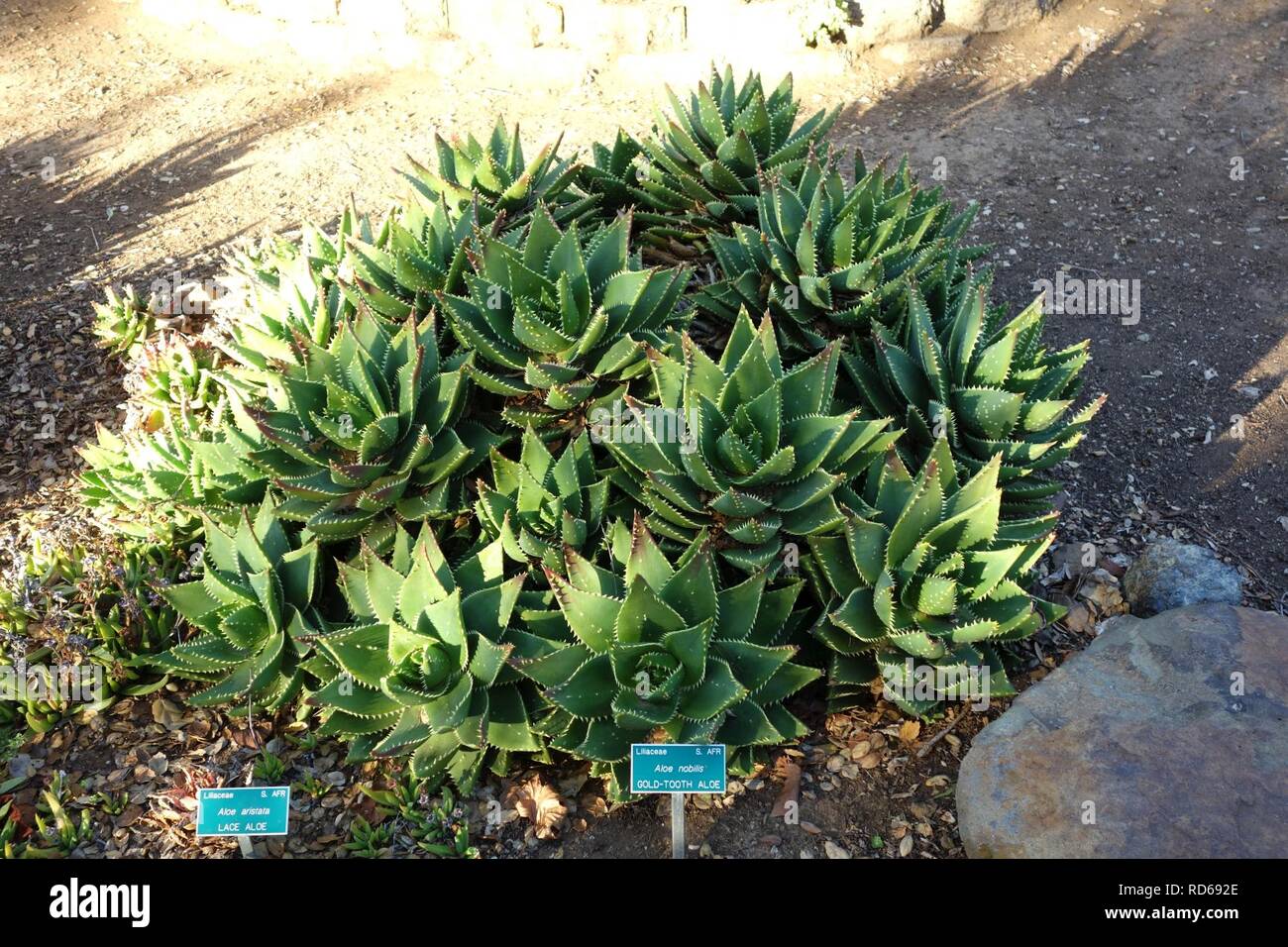 Aloe Perfoliata Aloe Nobilis San Luis Obispo Botanical Garden