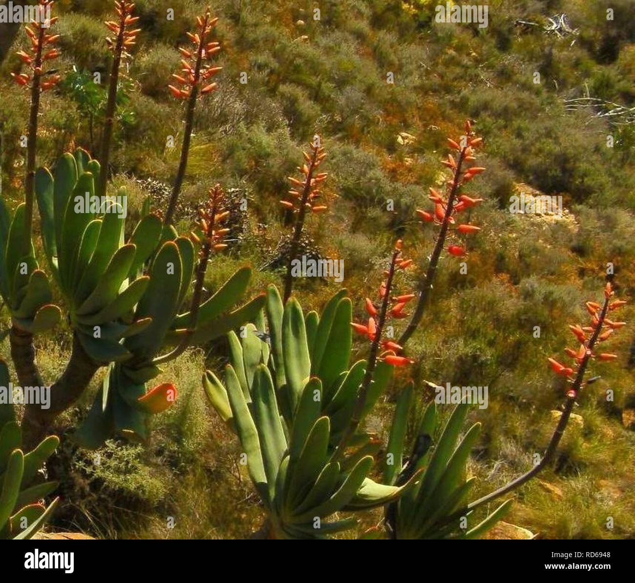Aloe plicatilis in flower in the Western Cape SA 2. Stock Photo