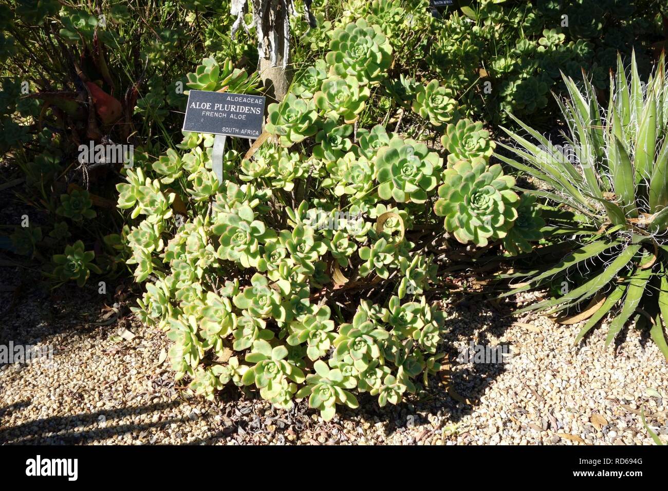 Aloe pluridens hi-res stock photography and images - Alamy