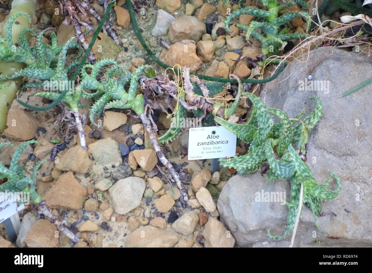 Aloe Squarrosa Aloe Zanzibarica Botanischer Garten Dresden