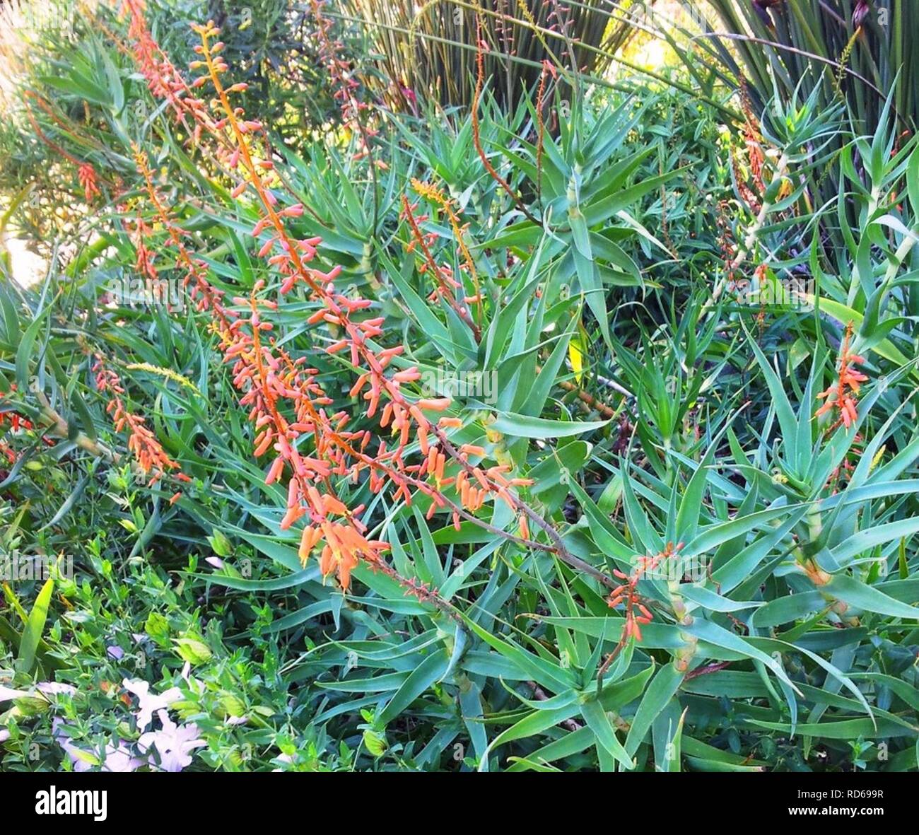Aloe tenuior var rubriflora - Kirstenbosch 8. Stock Photo