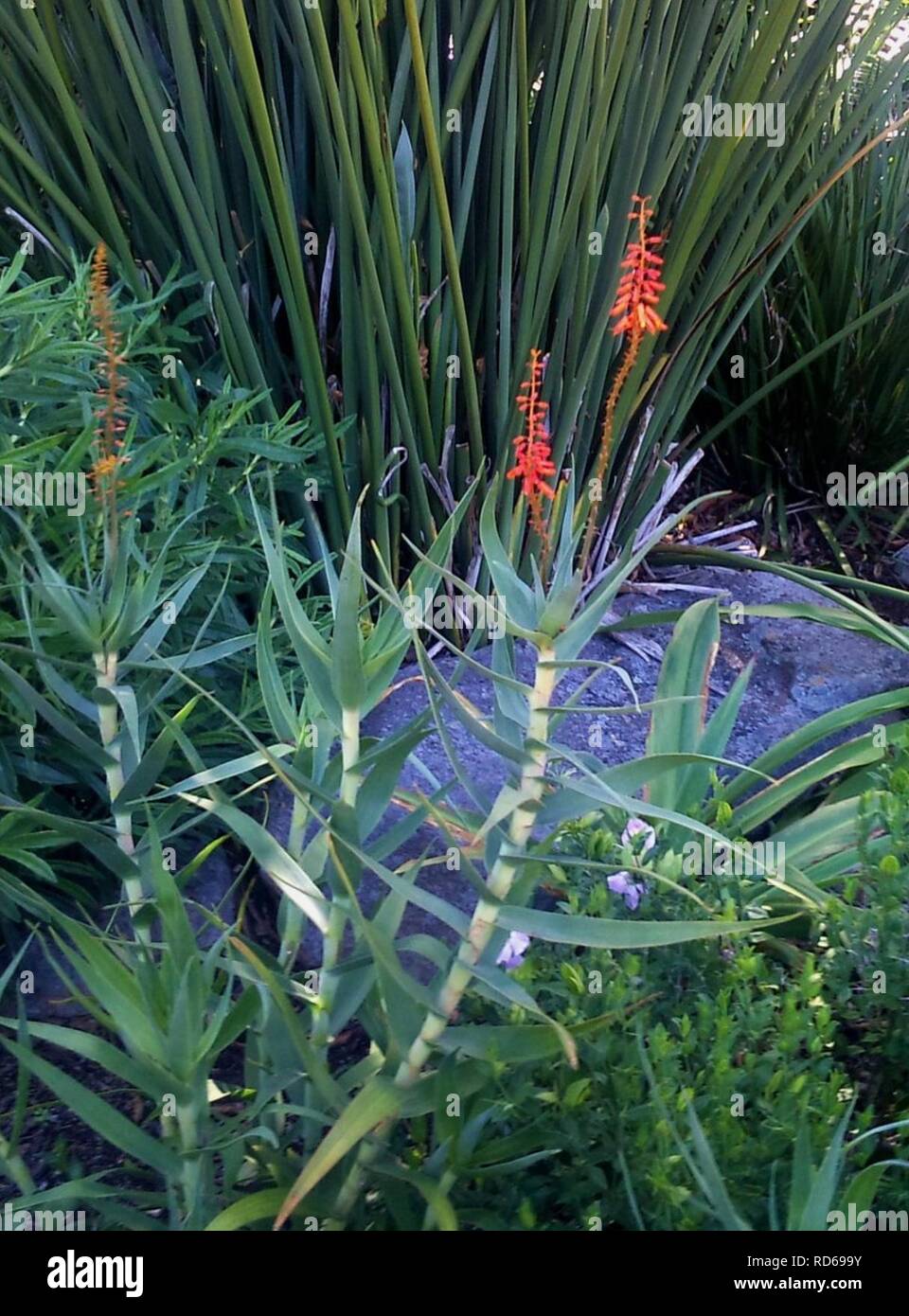 Aloe tenuior var rubriflora - Kirstenbosch Botanical gardens. Stock Photo