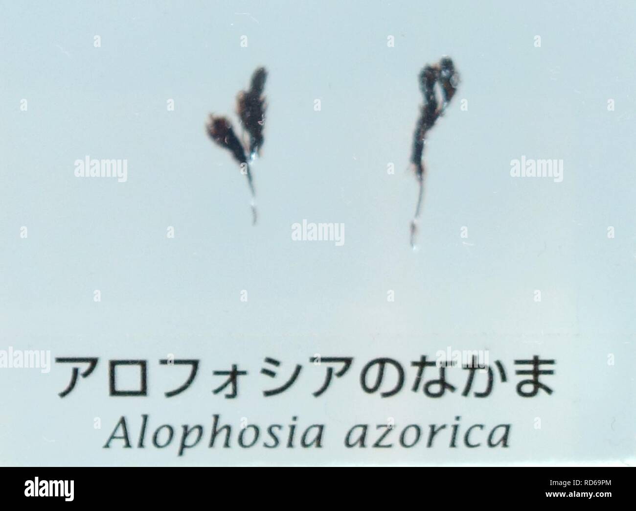 Alophosia azorica - Stock Photo