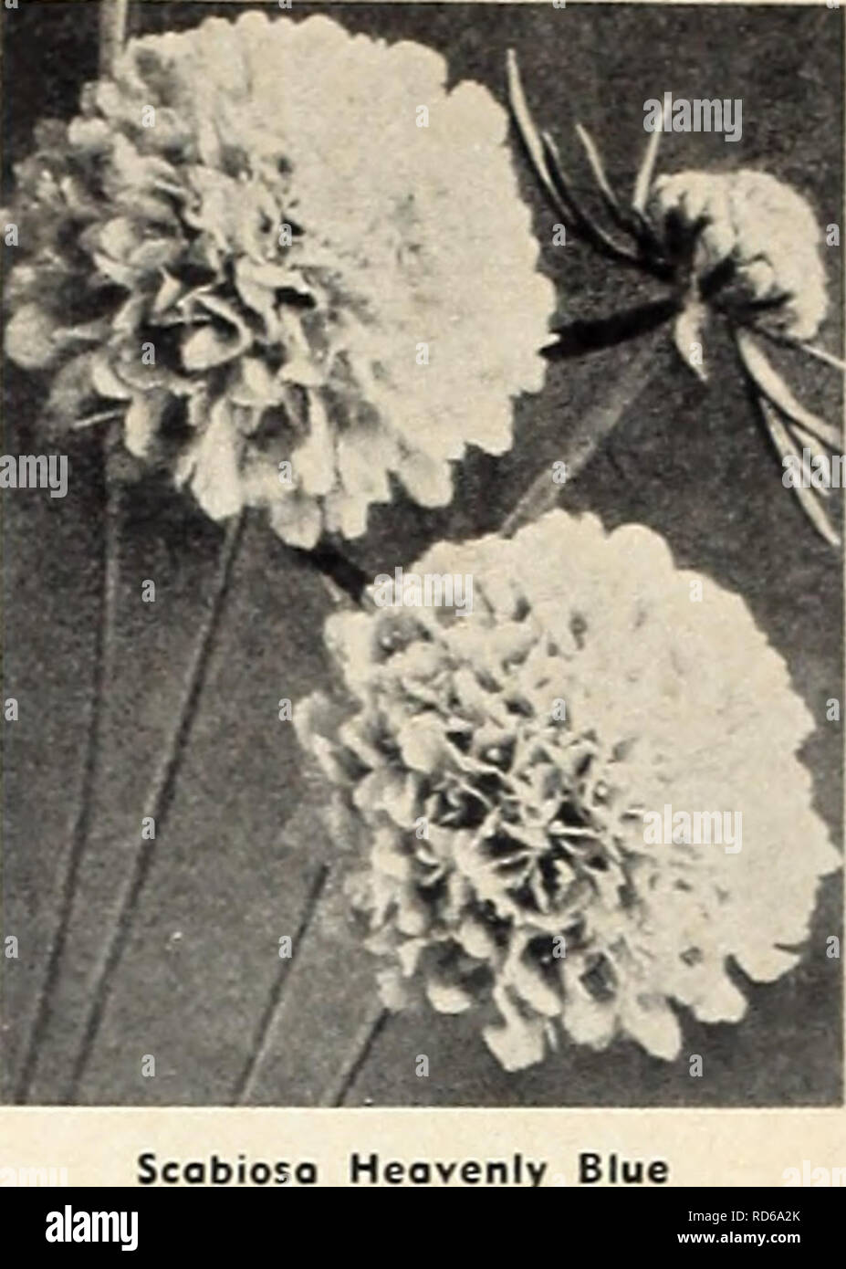 Currie S Garden Annual Flowers Seeds Catalogs Bulbs Plants Seeds Catalogs Vegetables Seeds Catalogs Nurseries Horticulture Catalogs Plants Ornamental Catalogs Gardening Equipment And Supplies Catalogs New Scabiosa Heavenly Blue The First Of A
